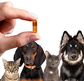 What’s Behind the Pet Supplements Boom?