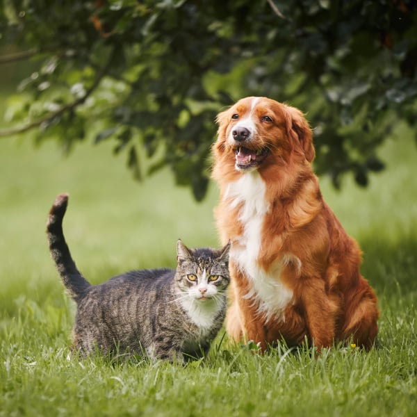 dog-and-cat-deleayed-release-pet-capsules