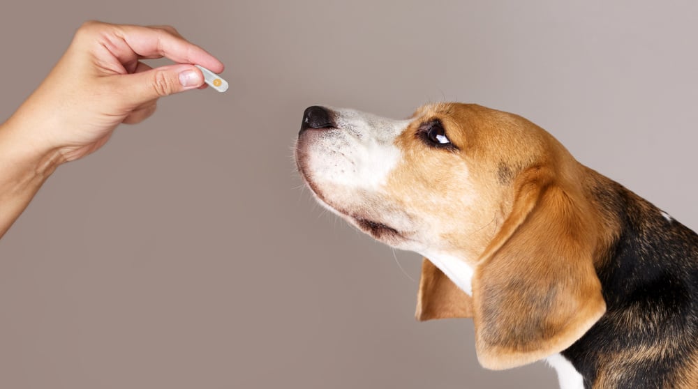 human-and-dog-with-delayed-release-pet-capsule