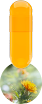safflower-capsule-1